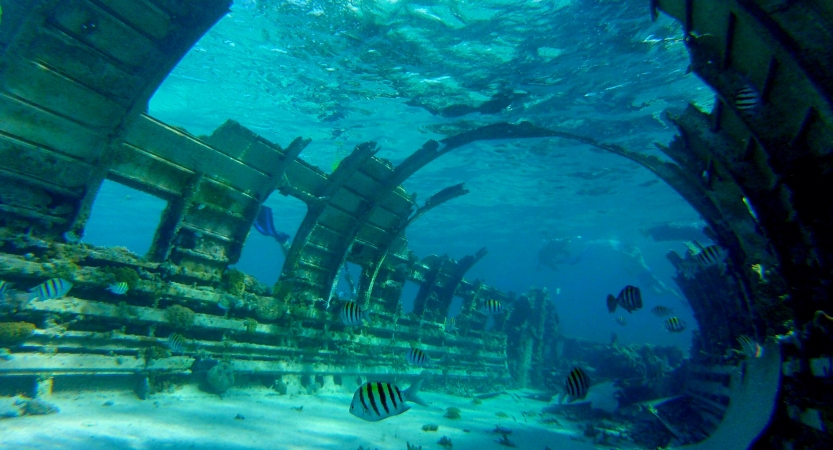 From underwater, fish swim in the remains of a shipwreck.